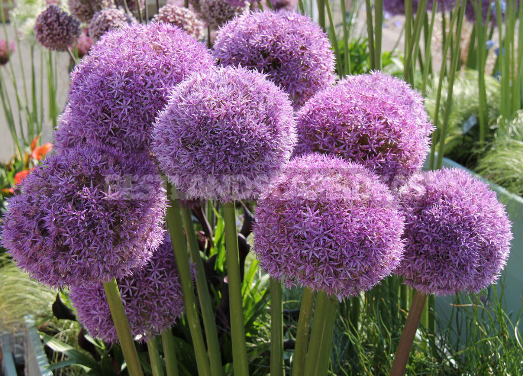 Terms of Planting Bulbous And Tuberous Flowers