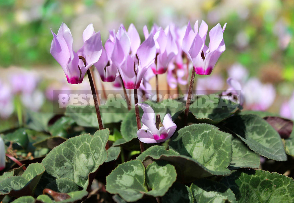 Terms of Planting Bulbous And Tuberous Flowers