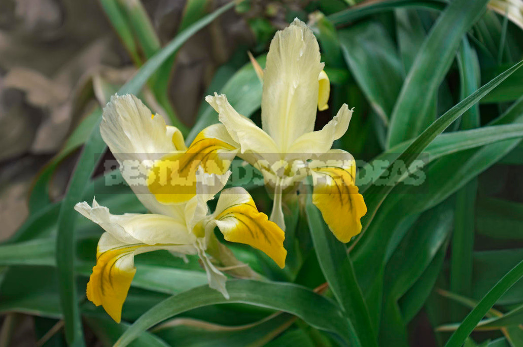 Terms of Planting Bulbous And Tuberous Flowers