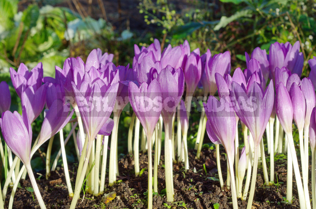 Terms of Planting Bulbous And Tuberous Flowers