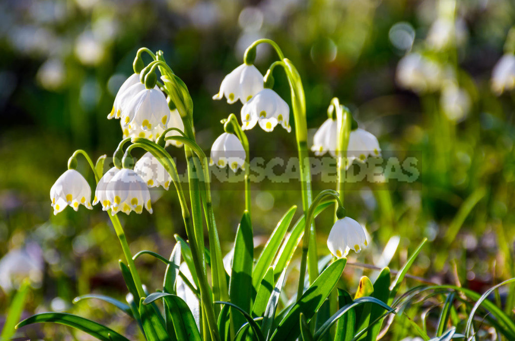 Terms of Planting Bulbous And Tuberous Flowers