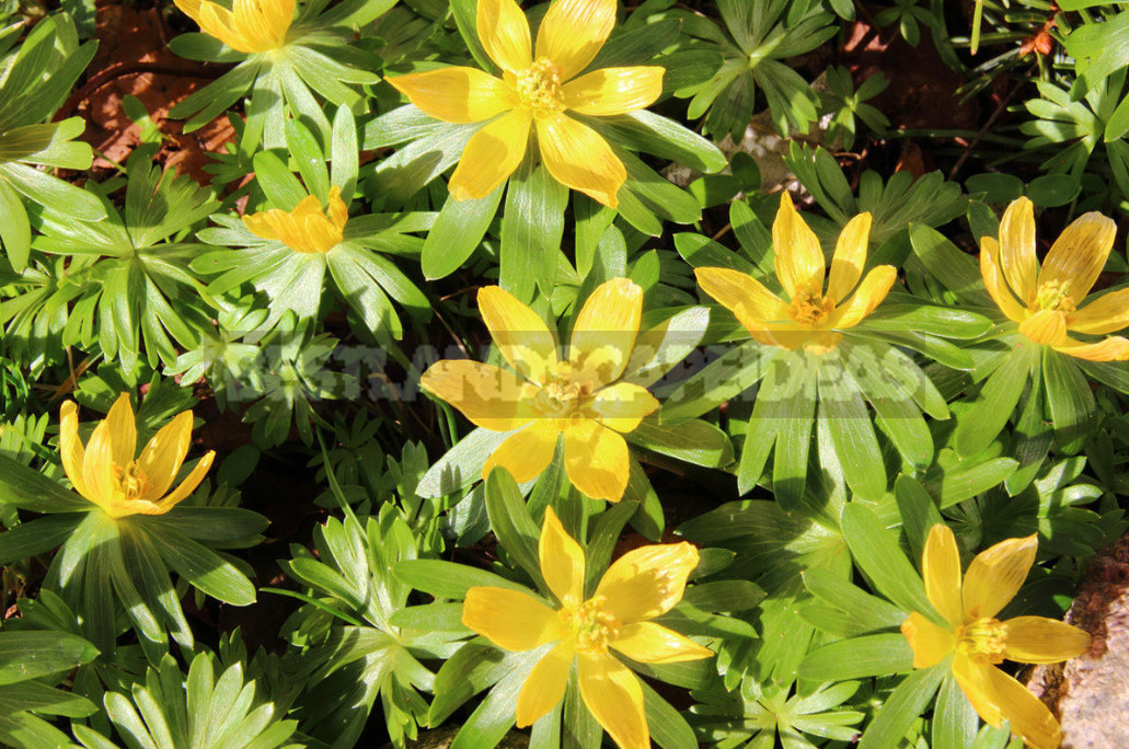 Terms of Planting Bulbous And Tuberous Flowers