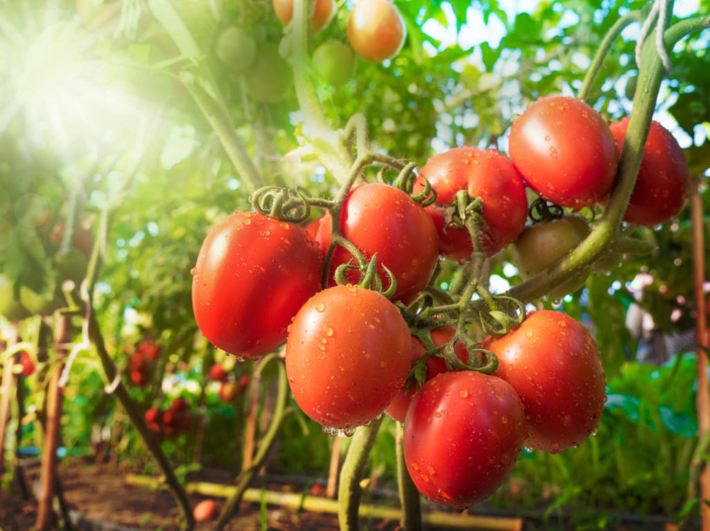 How to Defeat Crop Failure And Stimulate the Formation of Fruits