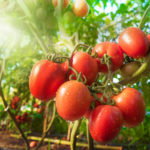 How to Defeat Crop Failure And Stimulate the Formation of Fruits