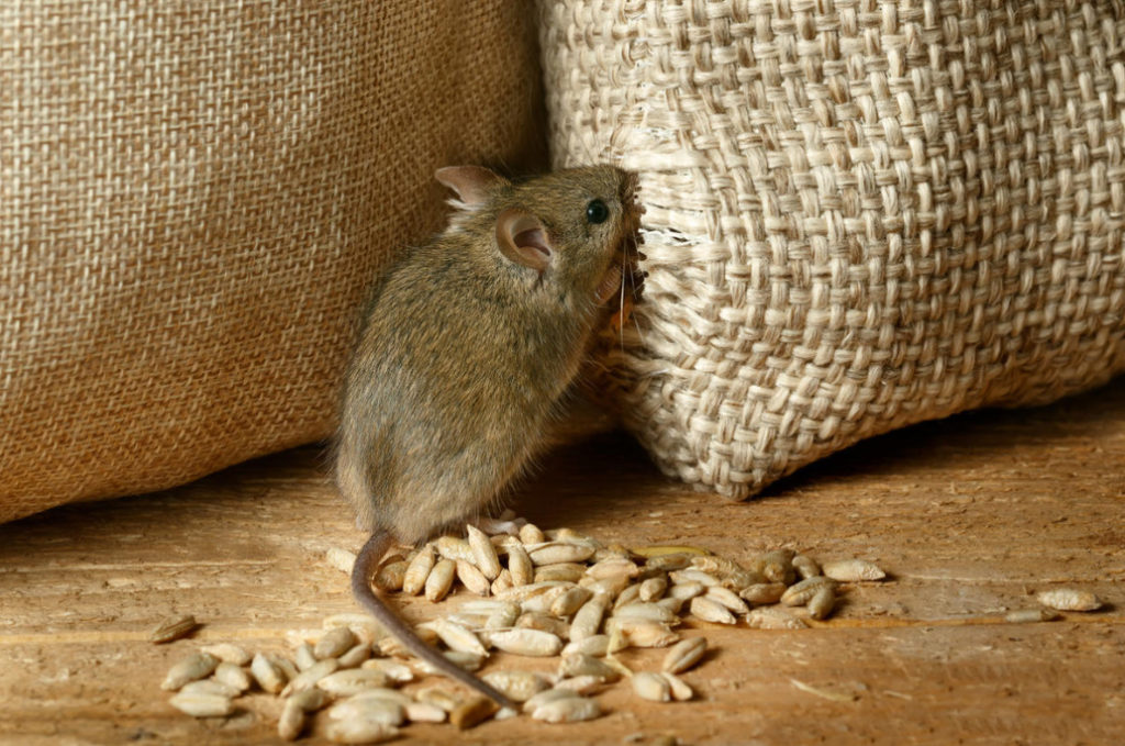 How to Get Rid of Mice in the House: Proven Methods (Part 1)