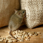 How to Get Rid of Mice in the House: Proven Methods (Part 2)