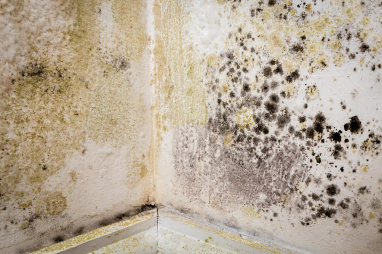 How to Get Rid of Mold in the Cellar (Part 1) Best Landscape Ideas