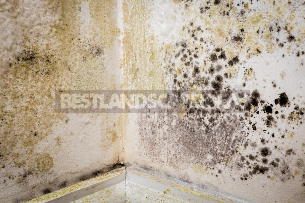 How to Get Rid of Mold in the Cellar (Part 1)