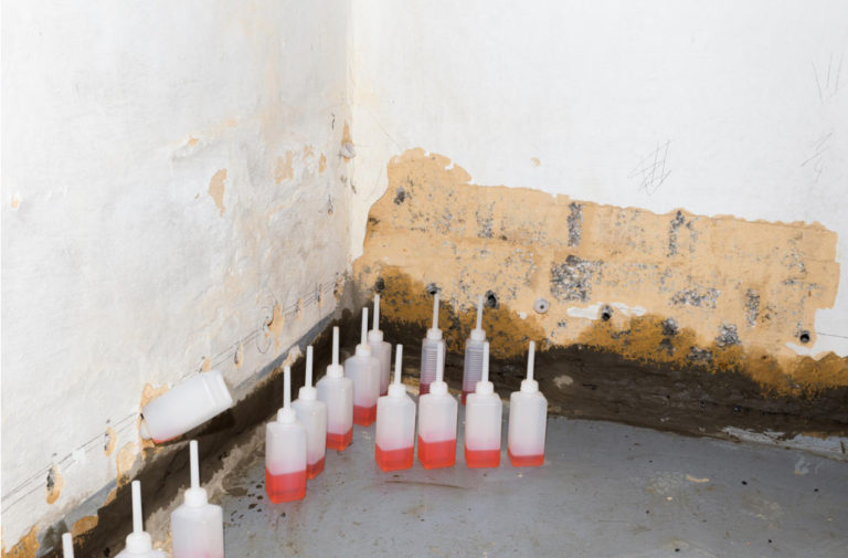 How to Get Rid of Mold in the Cellar (Part 1) Best Landscape Ideas