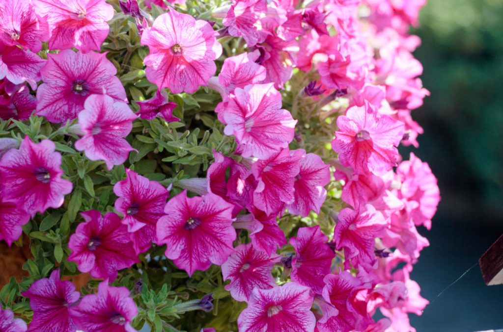How to Keep Petunia Until Spring