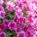 How to Keep Petunia Until Spring
