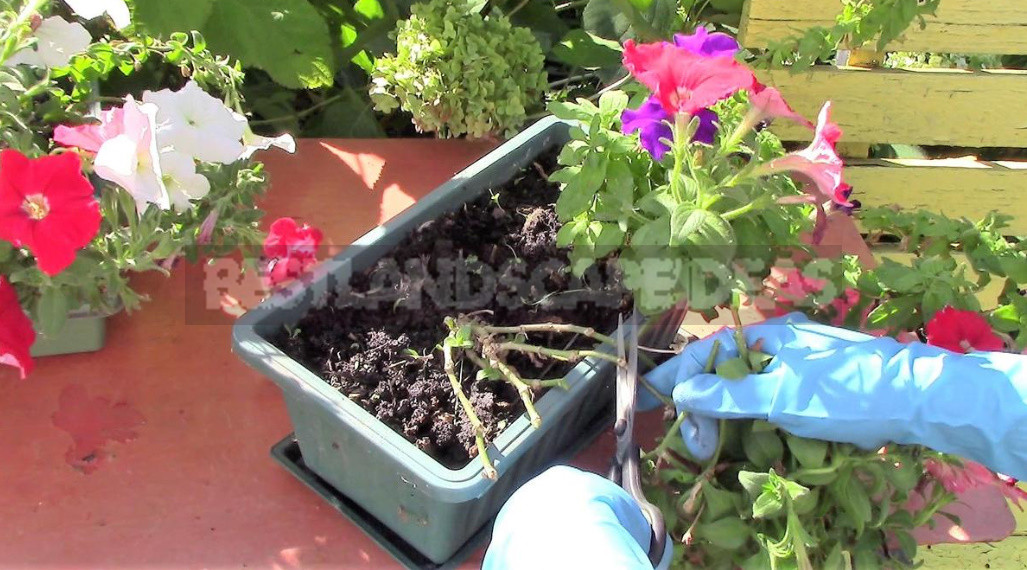 How to Keep Petunia Until Spring