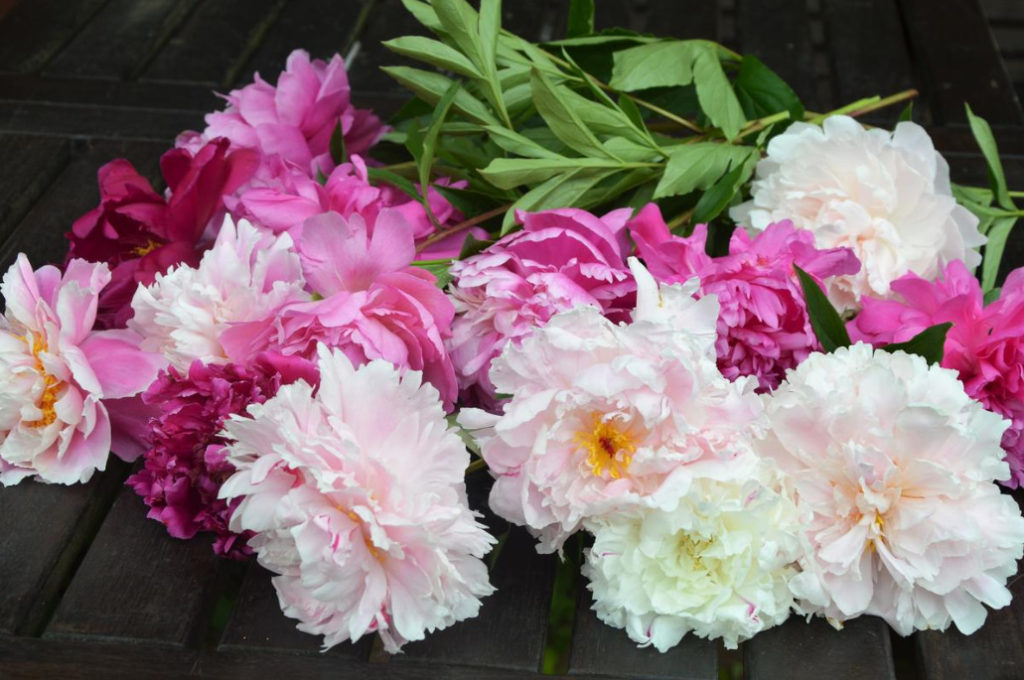 How to Plant And Place Peonies in the Garden