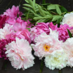 How to Plant And Place Peonies in the Garden