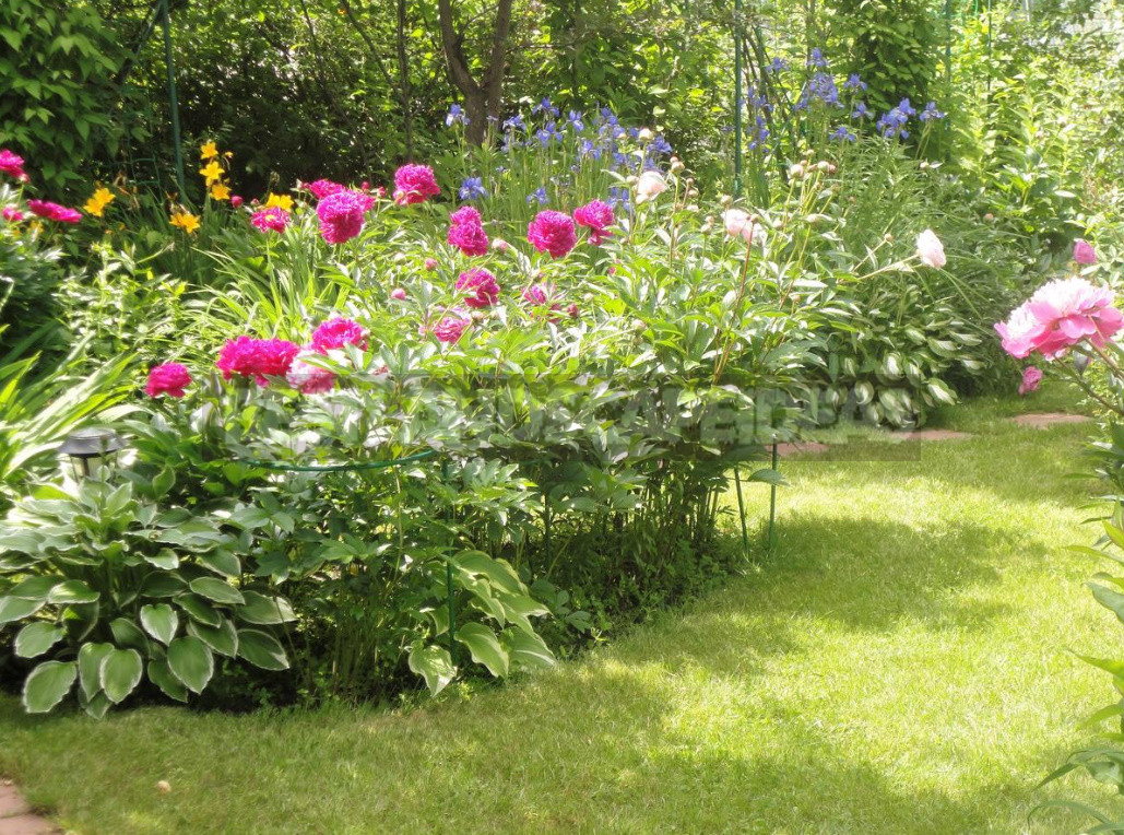 How to Plant And Place Peonies in the Garden