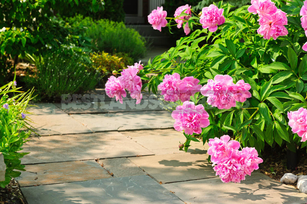 How to Plant And Place Peonies in the Garden