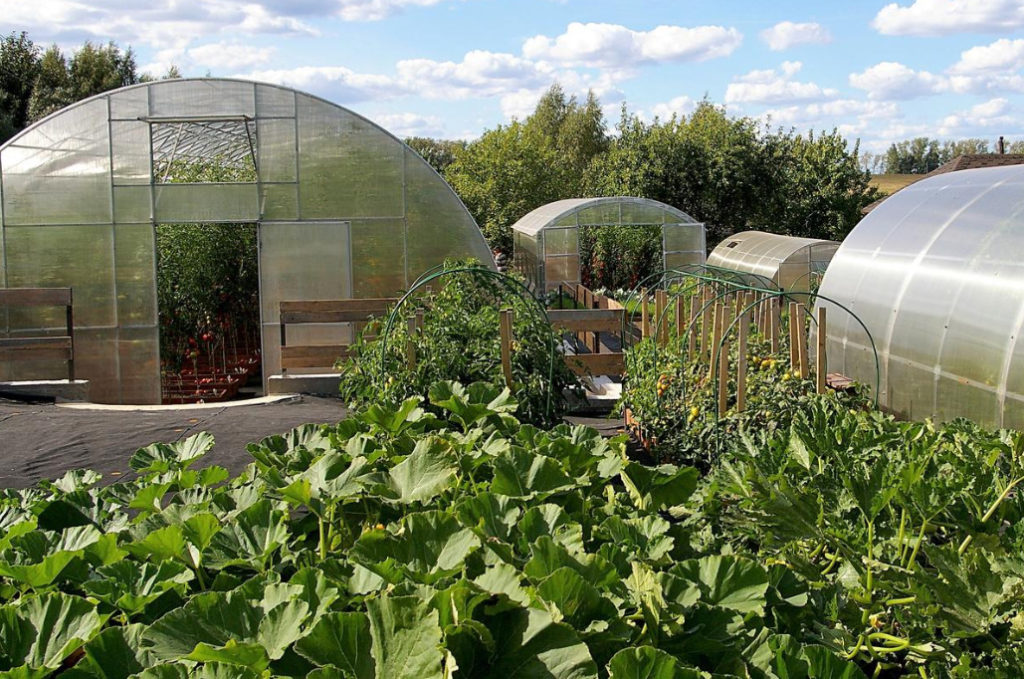 How to Prolong the Life of Tomatoes in September-October