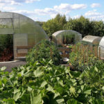 How to Prolong the Life of Tomatoes in September-October