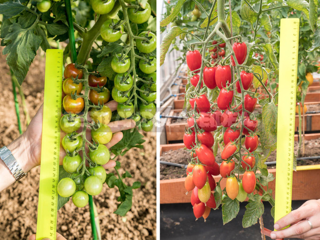 How to Prolong the Life of Tomatoes in September-October