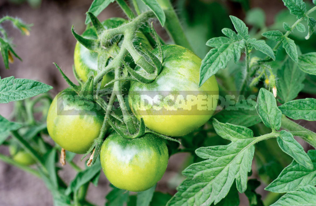 How to Salt Green Tomatoes. Simple And Fast Recipe