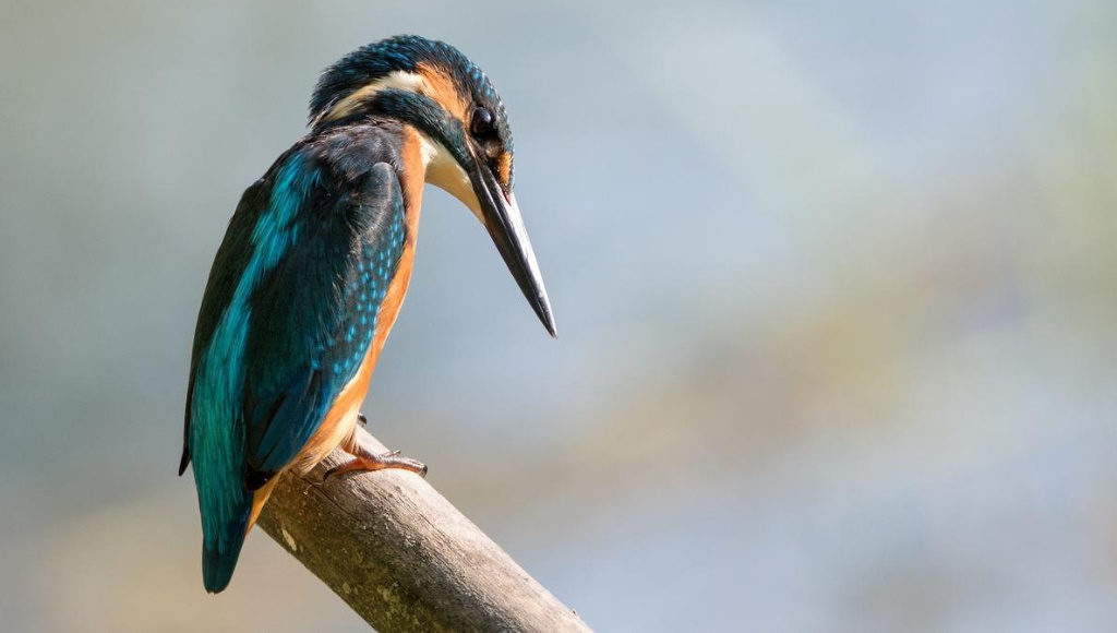 Kingfisher – Favorite of the Gods