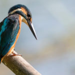 Kingfisher – Favorite of the Gods