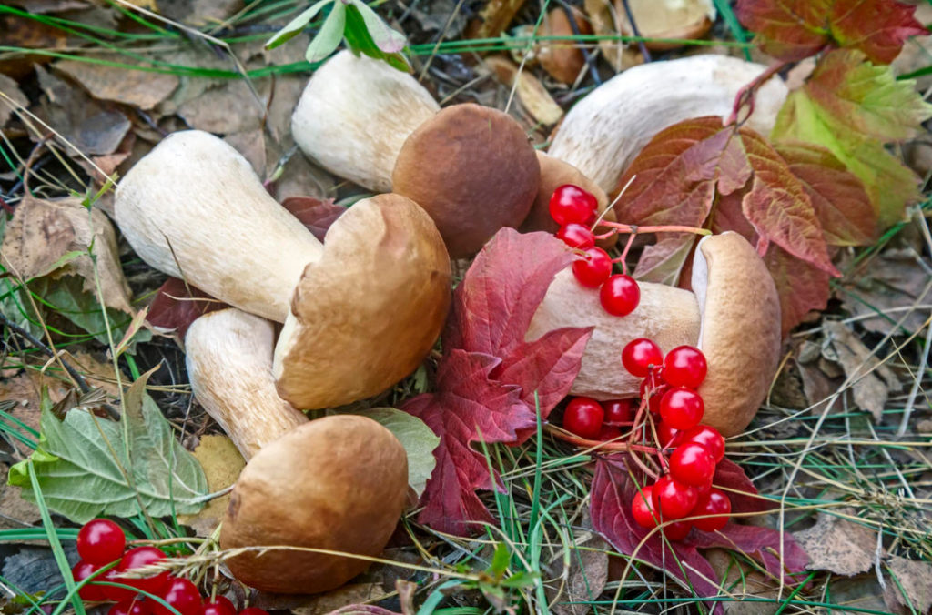 Methods of Harvesting Mushrooms for Different Occasions