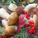Methods of Harvesting Mushrooms for Different Occasions