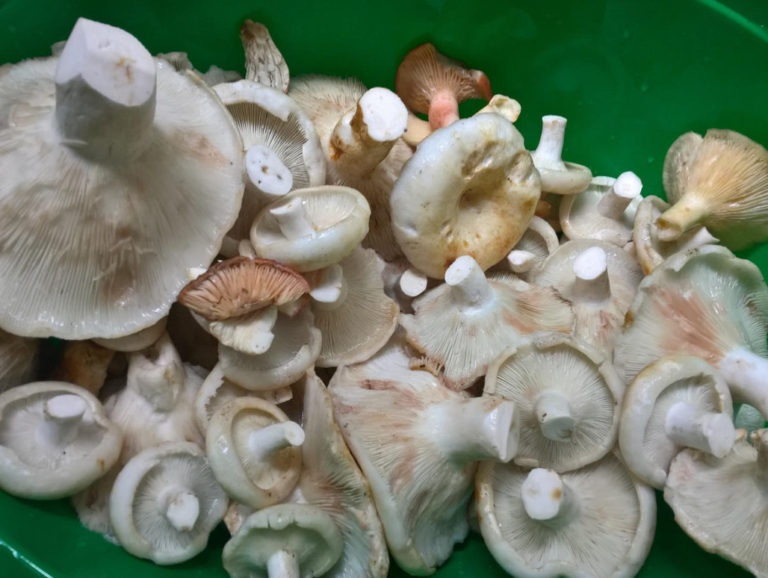 Methods of Harvesting Mushrooms for Different Occasions Best Landscape Ideas