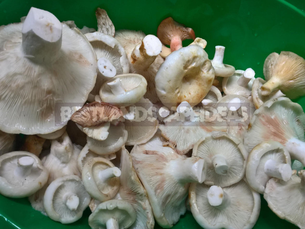 Methods of Harvesting Mushrooms for Different Occasions