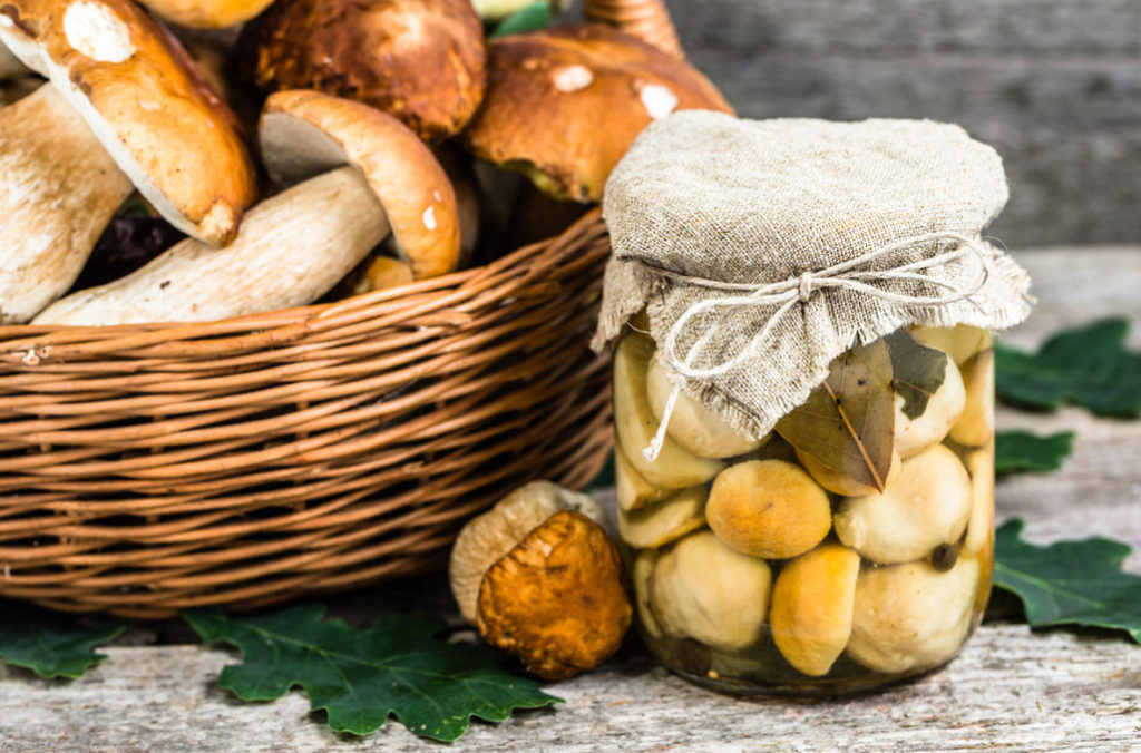 Methods of Harvesting Mushrooms for Different Occasions Best Landscape Ideas