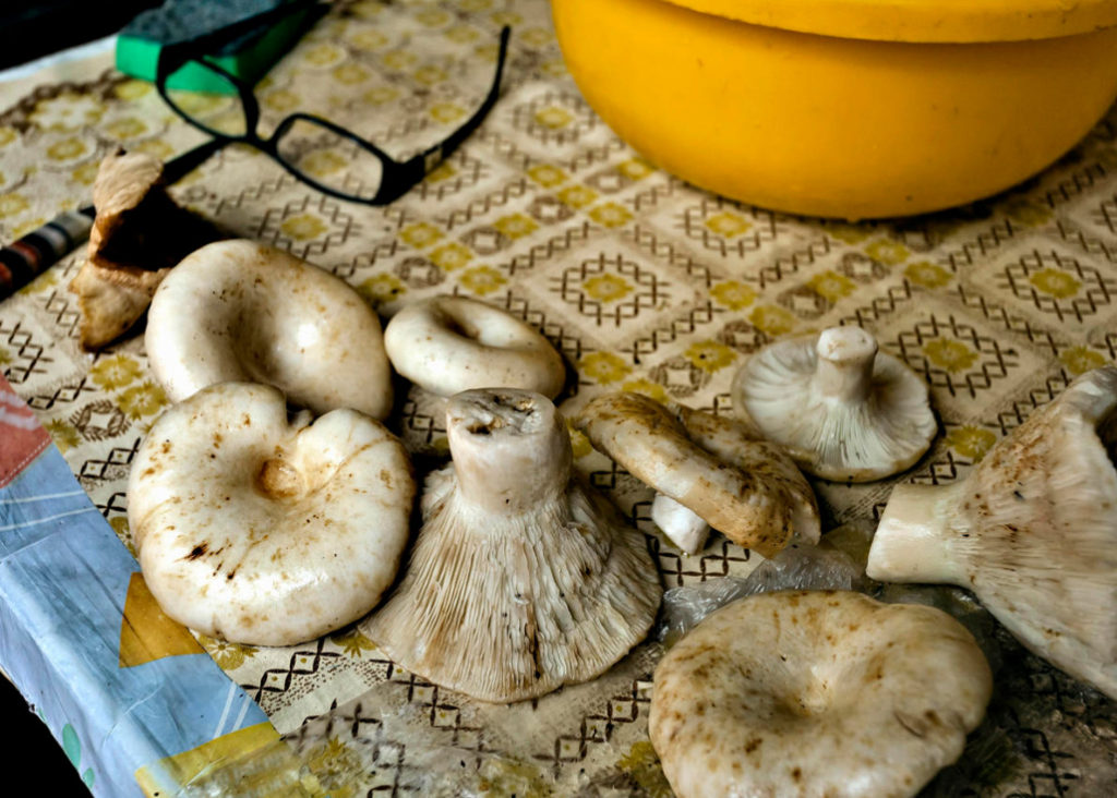 Methods of Harvesting Mushrooms for Different Occasions Best Landscape Ideas