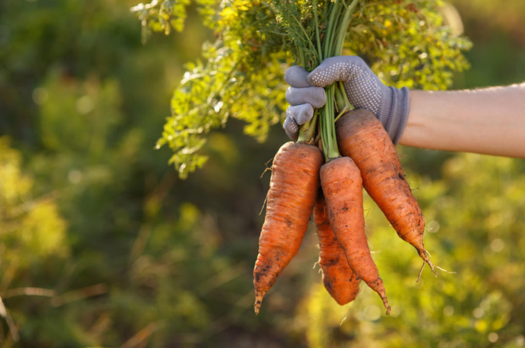 Mistakes in Harvesting And Storing Carrots