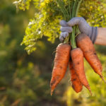 Mistakes in Harvesting And Storing Carrots