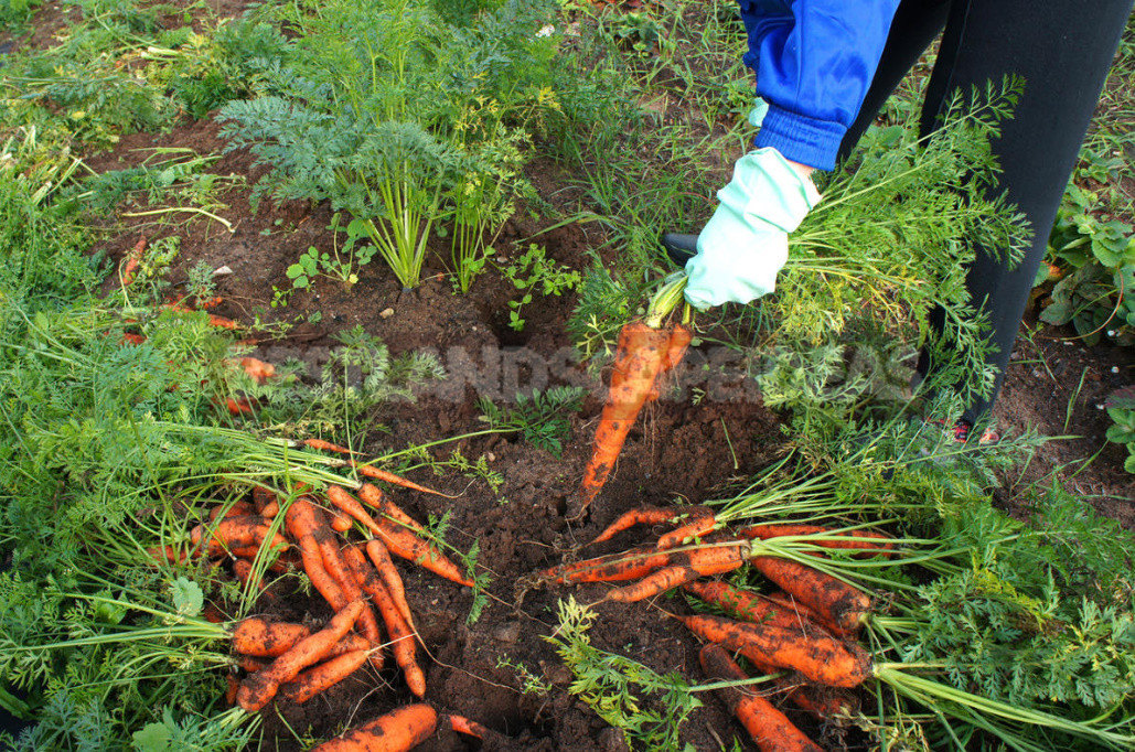 Mistakes in Harvesting And Storing Carrots