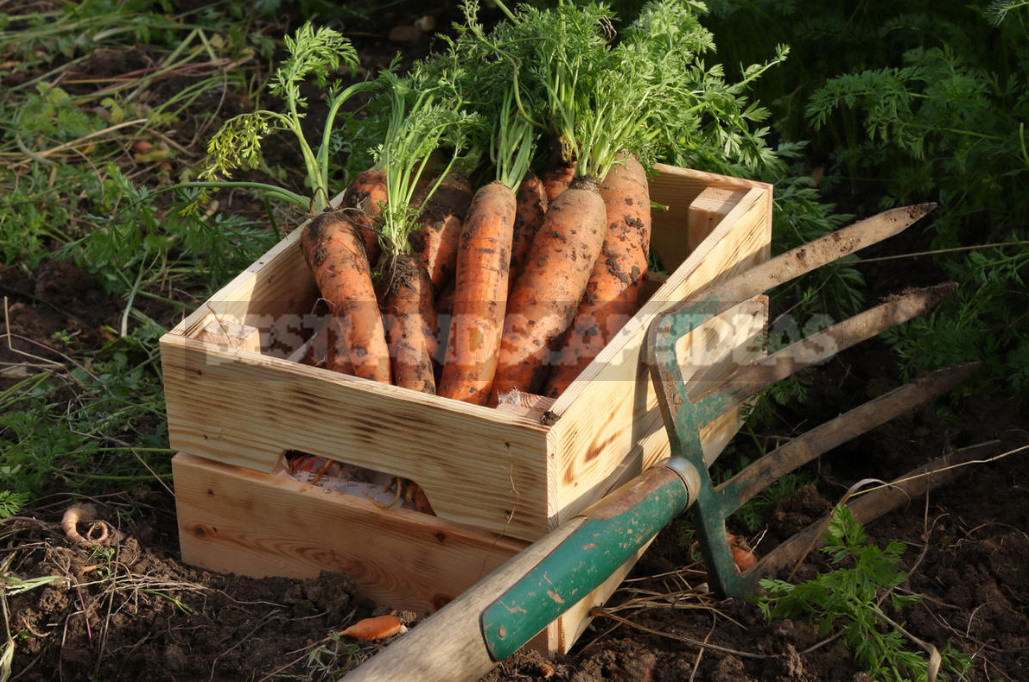 Mistakes in Harvesting And Storing Carrots