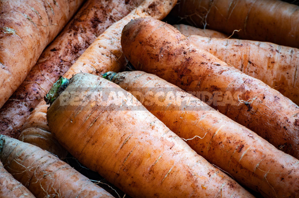 Mistakes in Harvesting And Storing Carrots