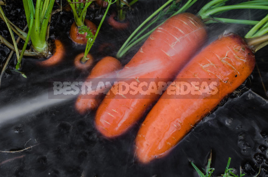 Mistakes in Harvesting And Storing Carrots