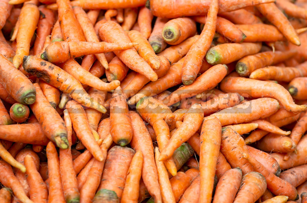 Mistakes in Harvesting And Storing Carrots