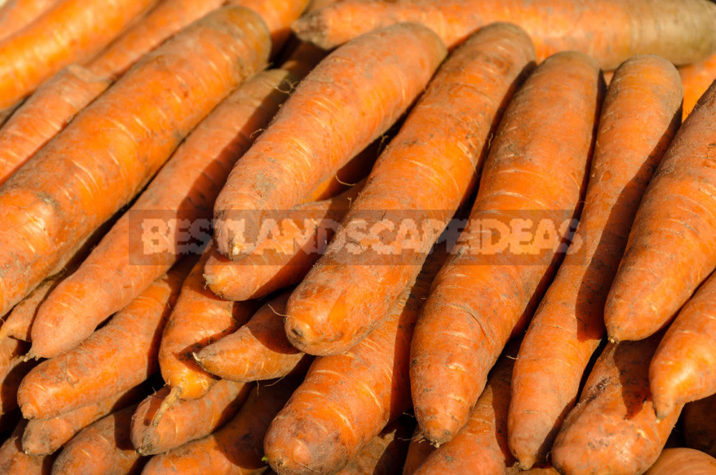 Mistakes in Harvesting And Storing Carrots