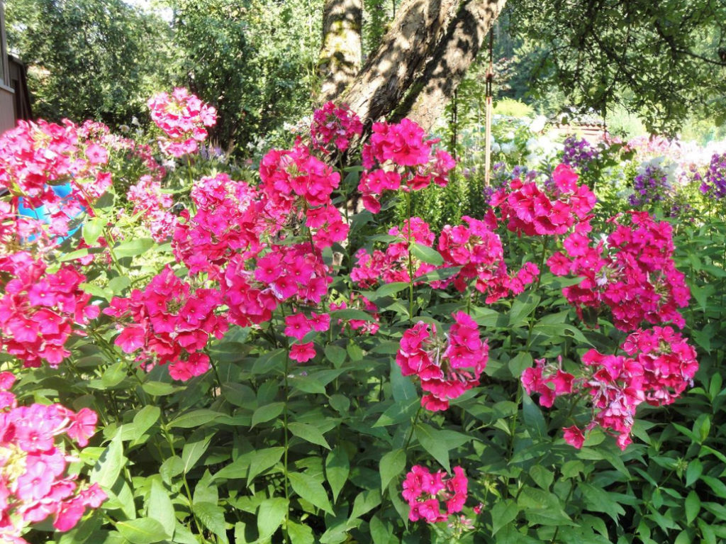 Modern Means of Phlox Disease Control