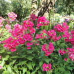 Modern Means of Phlox Disease Control