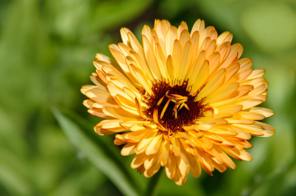 Not Like Everyone Else. Annuals With Non-Standard Appearance.