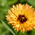 Not Like Everyone Else. Annuals With Non-Standard Appearance.