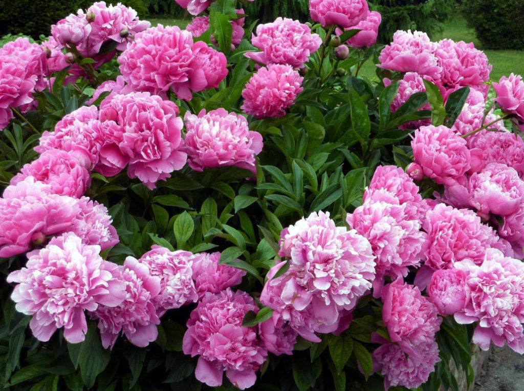Peonies in Landscape Design (Part 2)