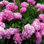 Peonies in Landscape Design (Part 1)