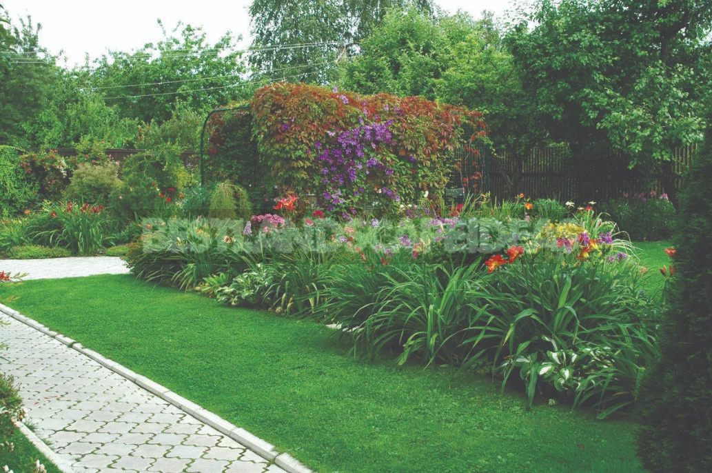 Peonies in Landscape Design (Part 2)