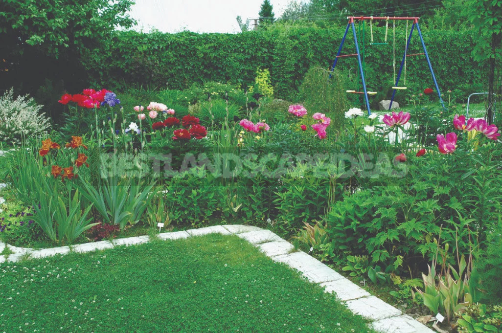 Peonies in Landscape Design (Part 2)