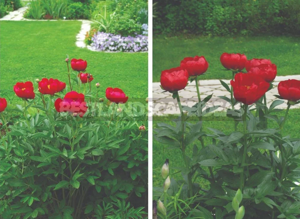 Peonies in Landscape Design (Part 2)