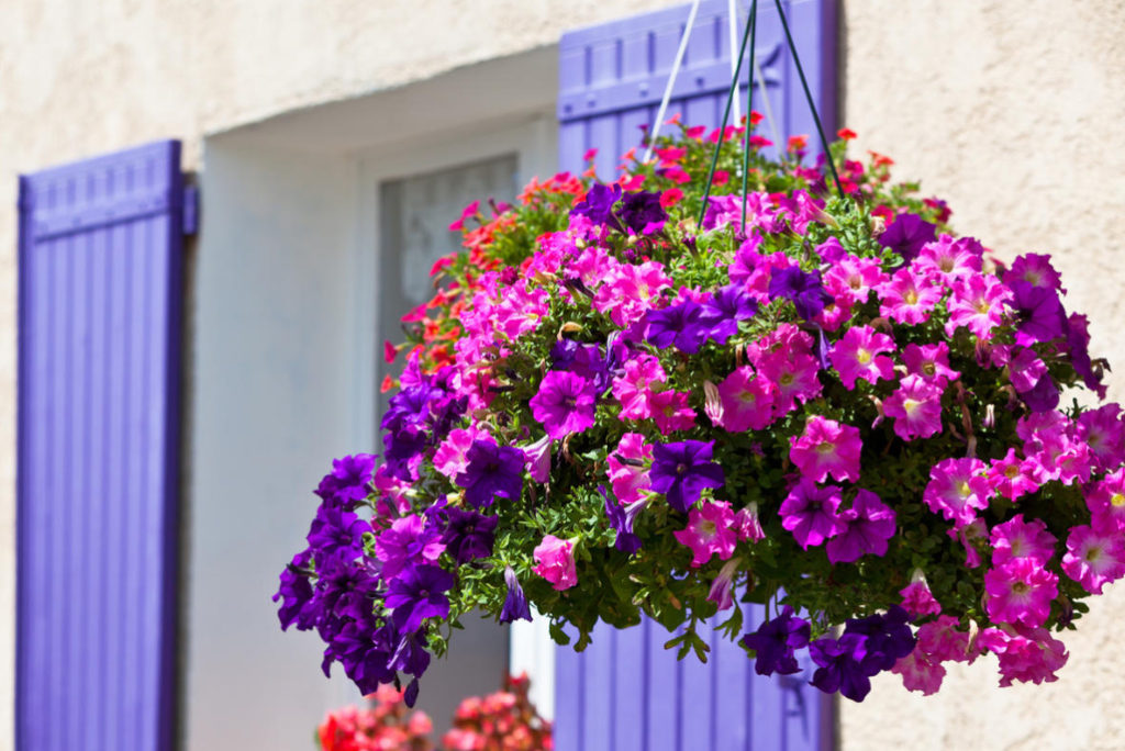 Petunia Garden Layout Ideas